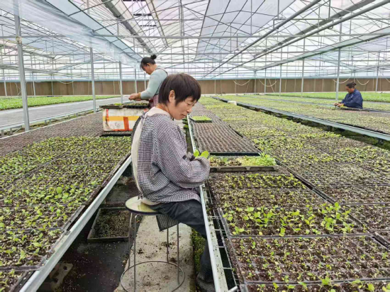 金蔬满仓蔬菜育苗大棚里工作人员正在整理蔬菜苗。苏杭 摄