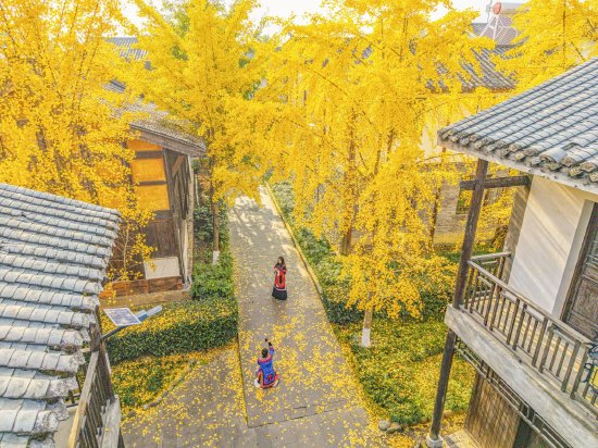 四川石棉县安顺场 古镇冬来银杏黄