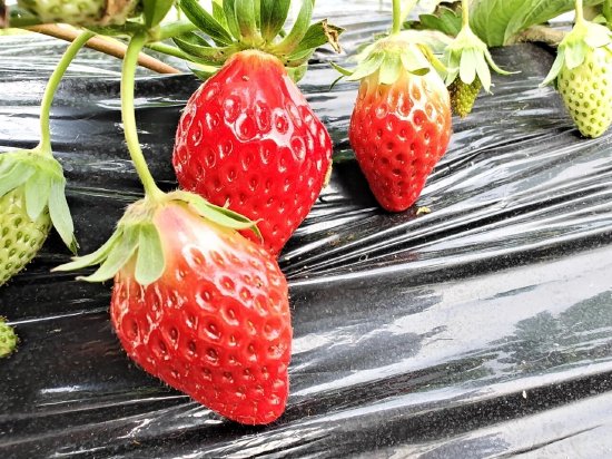 鲜红草莓挂满枝头