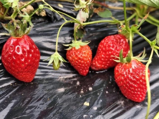鲜红草莓挂满枝头