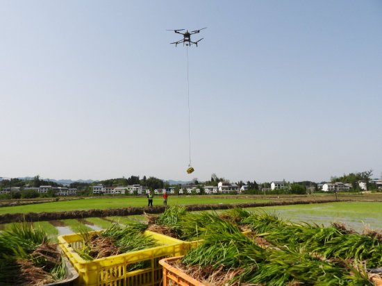 4月5日，在四川省达州市达川区万家镇迎风村邓家坝田间，无人机在进行水稻秧苗空运作业。新华社发（邓良奎摄）