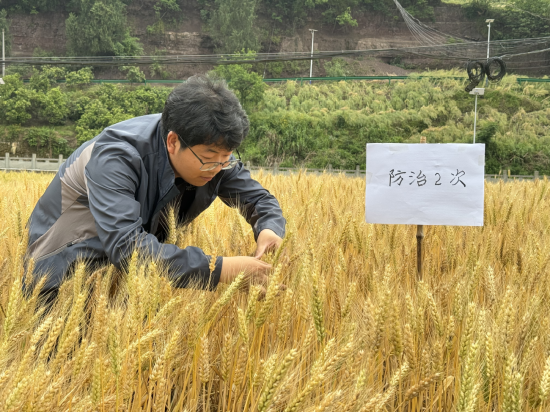 区植保技术人员开展示范区防效及产量调查