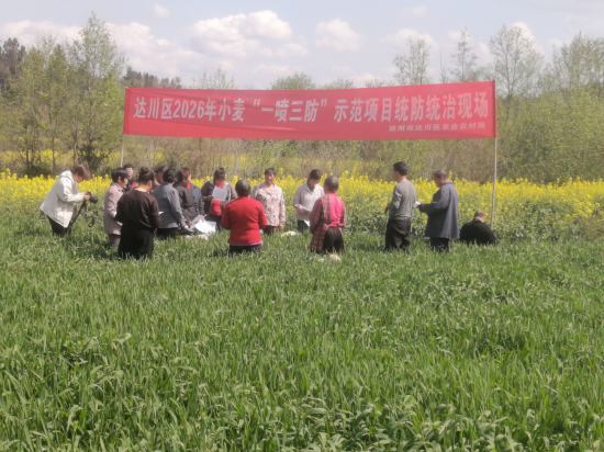 区植保技术人员下沉生产一线 |&nbsp;宣传指导病害防控