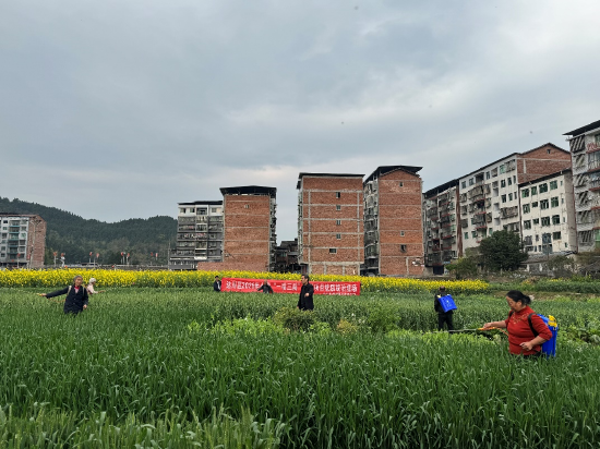 区科技特派员粮油团队成员深入生产 |&nbsp;一线宣传指导病害防控