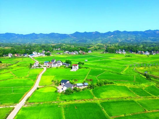 达川区粮油现代农业园区夏日盛景（拍摄于大树镇草新村）