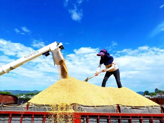 图为：万家镇迎风村秋收现场，工人们正在运粮车上整理新粮
