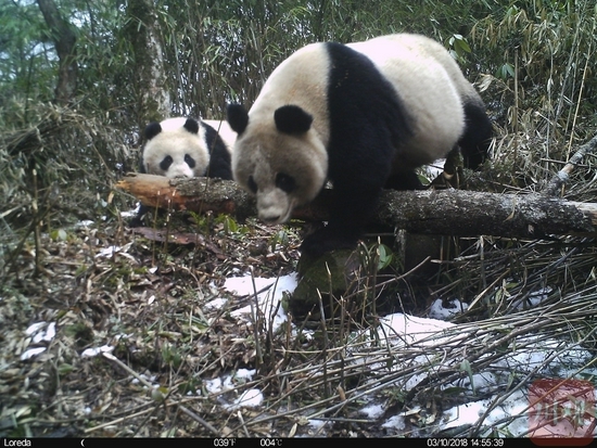 2018年3月10日，大熊猫国家公园小寨子沟区域红外相机监测到野生大熊猫