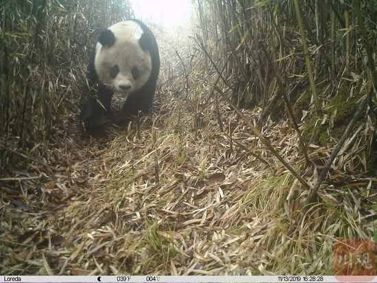 2019年大熊猫国家公园德阳绵竹片区红外相机首次拍摄到野生大熊猫正面照