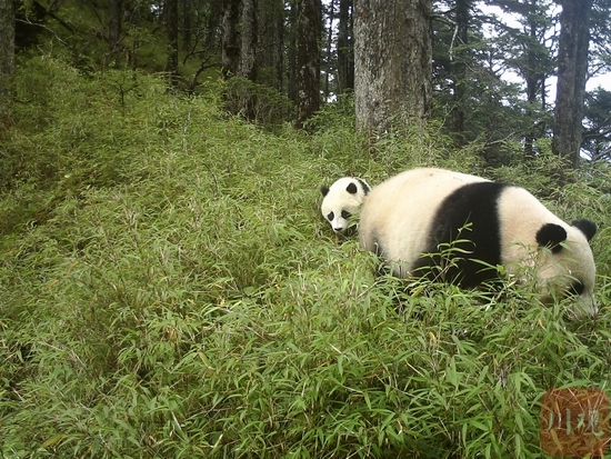 大熊猫国家公园卧龙片区红外相机图片：在无人打扰的环境中，野生大熊猫妈妈带着幼崽外出活动