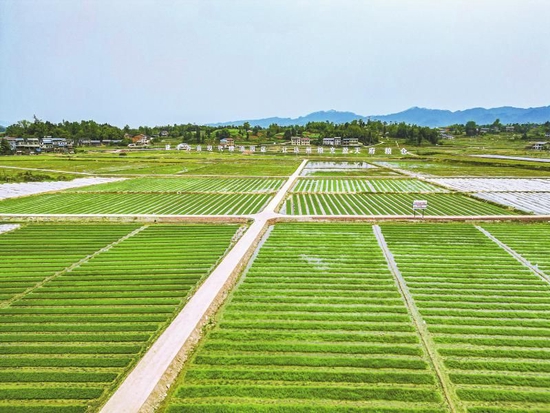 达川区大树镇草新社区育秧基地。