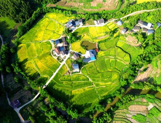 图为：平滩镇金鼓村柏家坝的金色“粮心”
