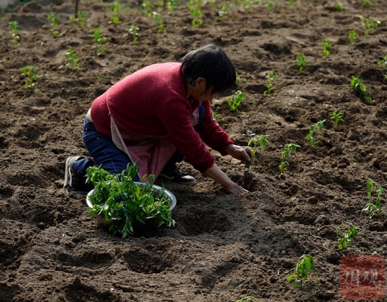 长江边上河滩地变聚宝盆 川渝两地“菜篮子”又上新