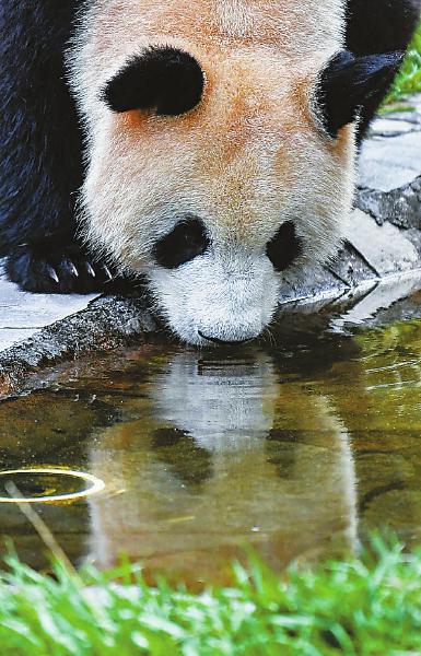 8月2日，中国大熊猫保护研究中心神树坪基地内，大熊猫饮水避暑。 　　四川日报全媒体记者 　　何海洋 摄