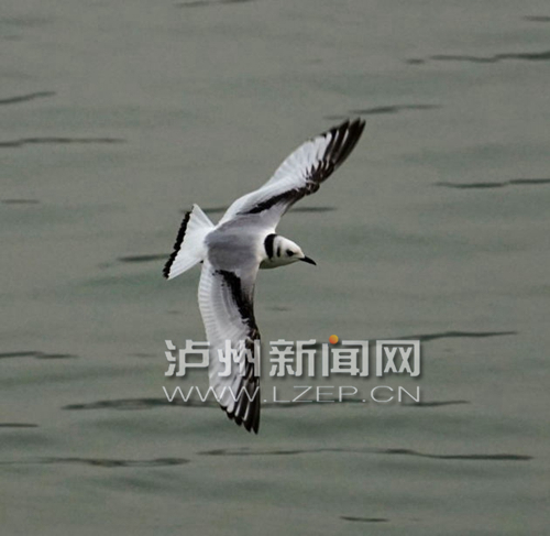 在泸州东门口亮相的“小黑”