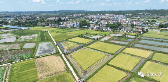 “稻”现场粒归仓！遂宁安居25.8万亩水稻丰收