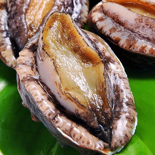 新西兰基督城海域深海大海鲍