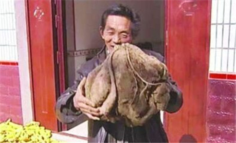 老农种出超级山芋