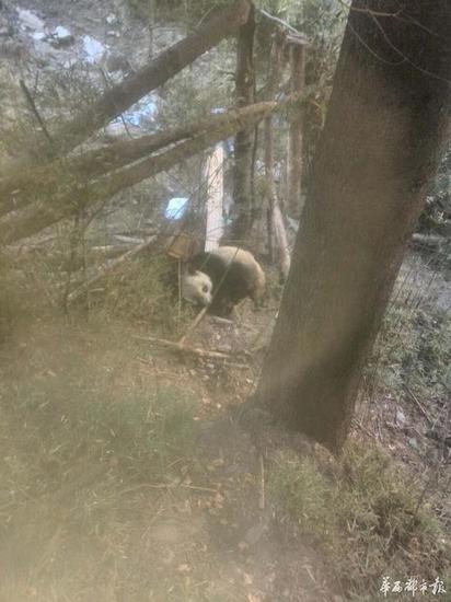 巡护人员发现一只受伤的野生大熊猫