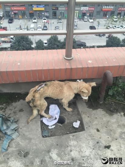 用狗做实验后遗弃 身上满是伤痕不断抽搐