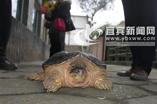被送到动物园后,“大龟”老实了许多。(记者 刘佳 摄)