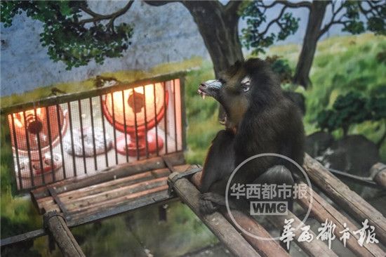 华西都市报讯(客户端记者 王浩野 摄影 郝飞)天气冷出翔,猫猫狗狗们冒着毛毛烤焦的危险,也要趴在暖炉前面取暖。动物园里面,也有怕冷的动物们。莫法穿毛裤,咋个挺过冬天?成都动物园的饲养员们操碎了心。 首先,确定哪些动物需要保暖。这需要结合动物们的出生地来选择是否保暖。要是给北极熊取暖,它会生气的! 目前需要保暖的动物有:松鼠猴、狐猴、黑叶猴、山魈、红猩猩、黑猩猩、长臂猿、绿猴、阿拉伯狒狒、长颈鹿、豚鹿、龟类、蛇类、湾鳄、企鹅、细尾獴。 每个馆舍都配备了温度计,当温度低于10左右时,启动保温模