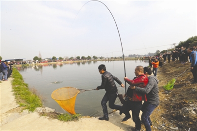 成都钓友圈流行钓鲟鱼 放长线钓大鱼太刺激