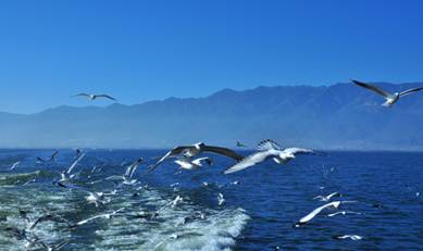 腾冲瑞丽、大理古城七日自驾火热招募中_成都