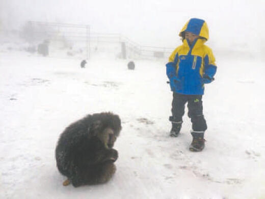 受伤的猴子 受伤的猴子