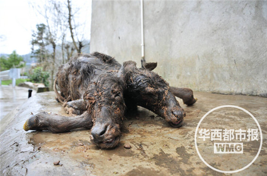 广安一母牛产下双头牛