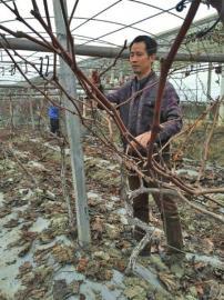 陈卫红在葡萄园劳作。
