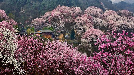 吴家后山