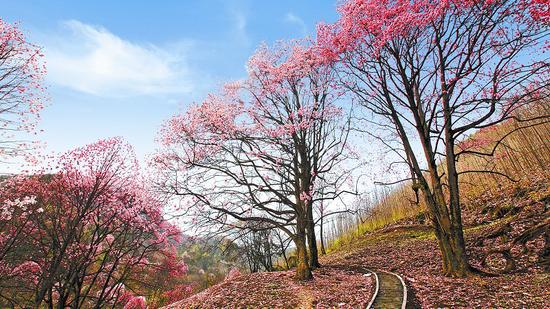 北川药王谷辛夷花