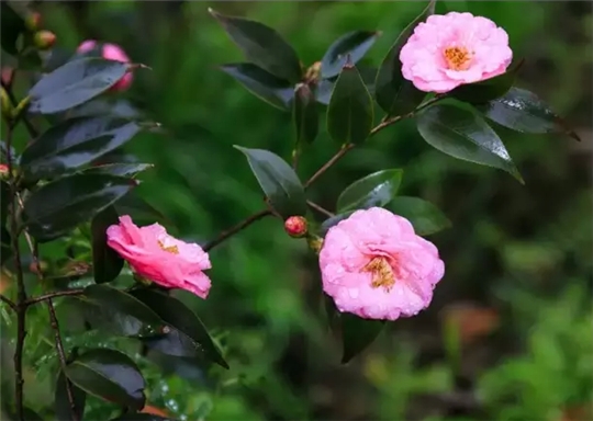 山茶花
