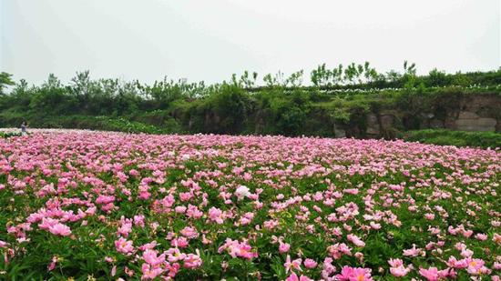 中江芍药谷风景区