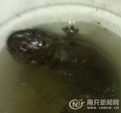 娃娃鱼