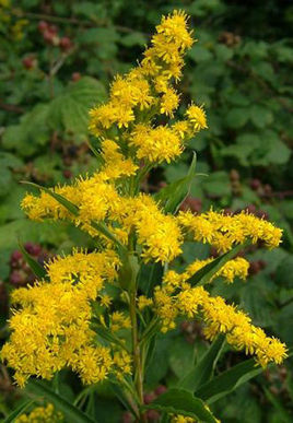 成都花店售卖黄莺 实为入侵物种一枝黄花