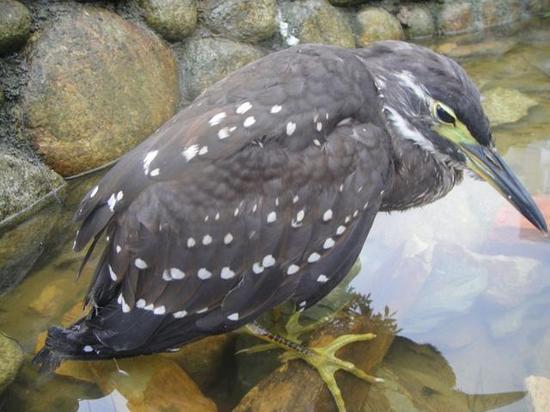资料图片海南虎斑鳽
