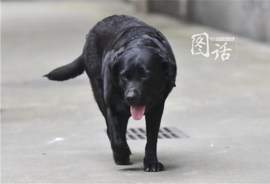 梦境交织，黑色老鼠与狗的神秘寓意