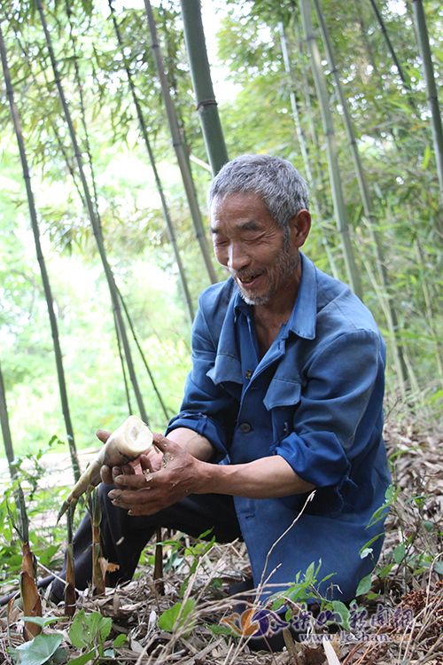 你看,这笋长得多好!