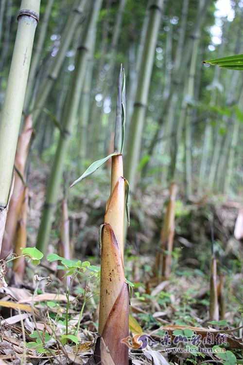 峨眉上百万斤苦笋愁卖 笋农一年辛勤努力会泡汤