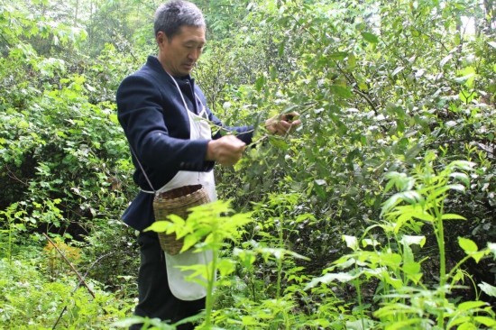 邛崃大同乡惊现野生茶树群