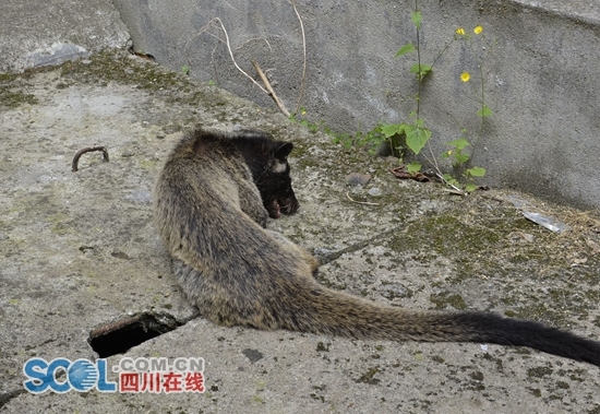 果子狸