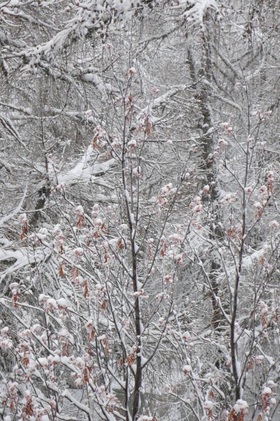 《十二月》插图之二，拍摄者：格哈德·里希特