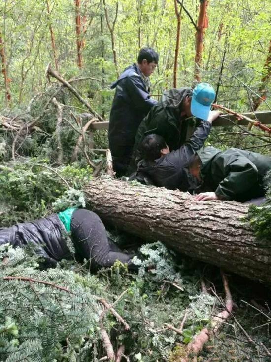 九寨沟景区风吹倒大树 2名游客被砸中身亡