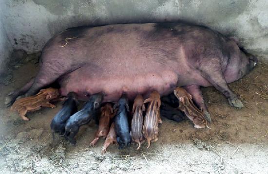 达州小山村出奇闻 家猪出轨怀孕产下一堆怪物