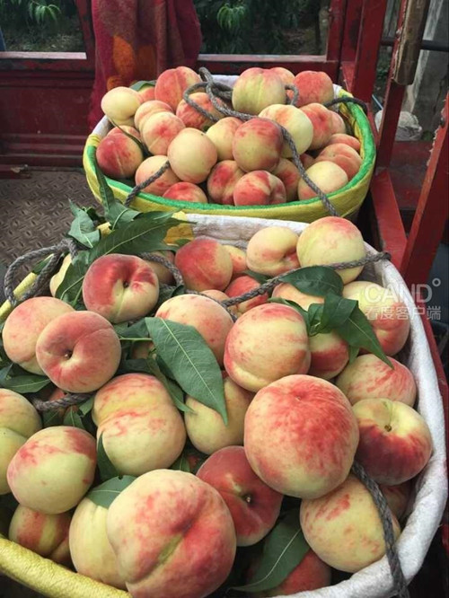 成都龙泉又脆又甜的皮球桃熟了 烂一堆 村民很