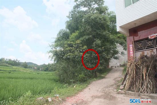 被击中的枇杷树位于两课枇杷树中间,旁边有一棵约10米高的千丈树