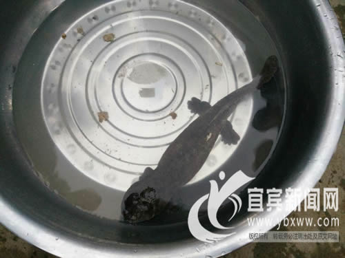 意外捡回的娃娃鱼。(孙艺文 摄)