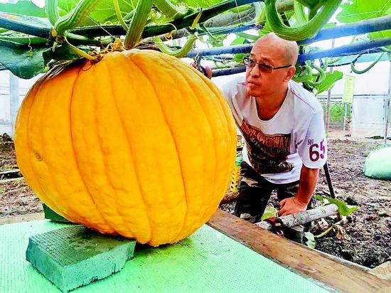 太空南瓜在成都长大 将达到250公斤重(图)
