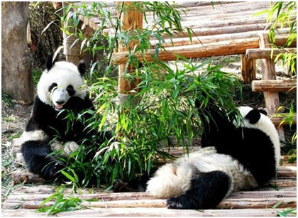 LEXUS成都混动俱乐部携Uber成都关注环保_成